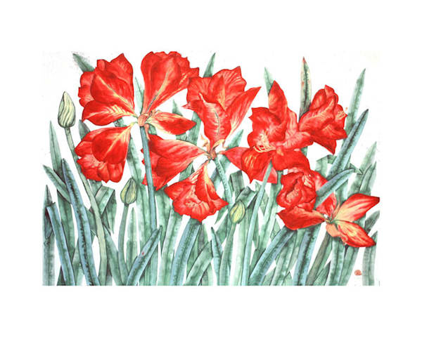 Amaryllis Group Art | Anne Hathaway Art