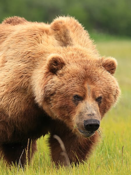 Wildlife