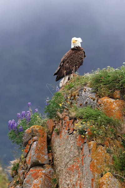 Bears and Eagles