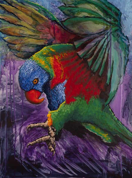 Larrikin Rainbow Lorikeet