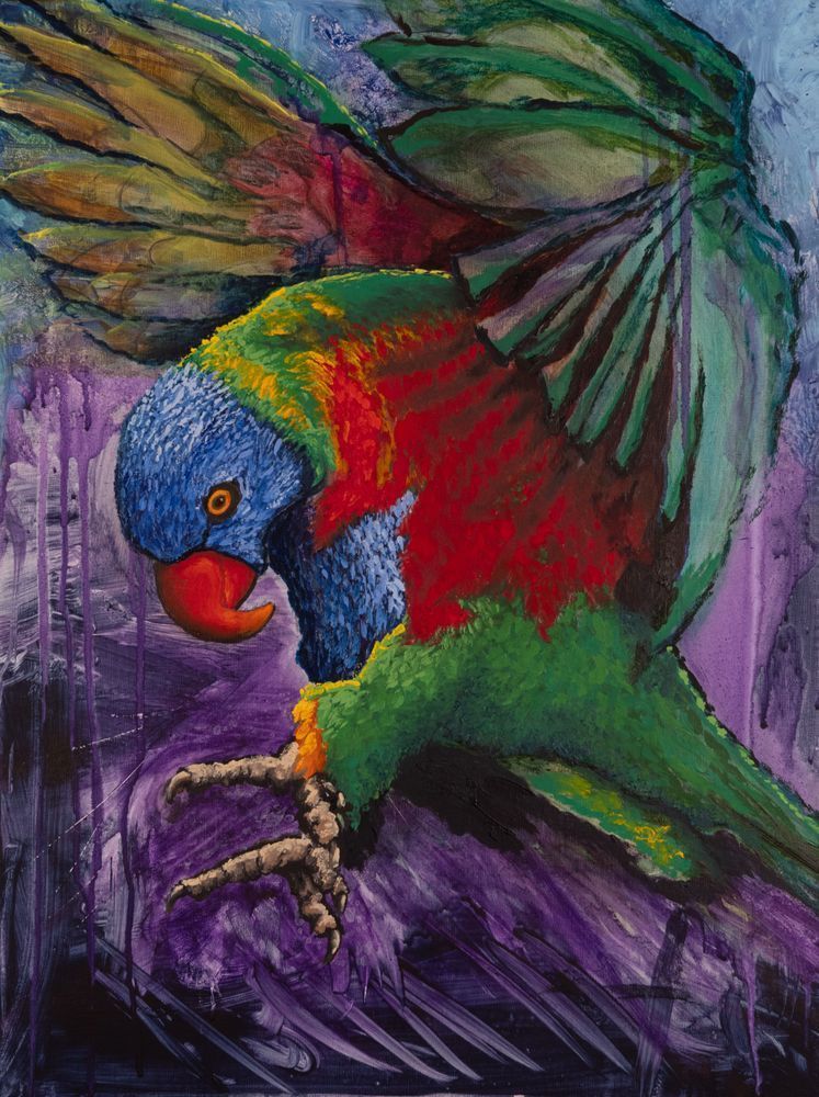 Larrikin Rainbow Lorikeet Art | Scott Galbraith Creative Studio