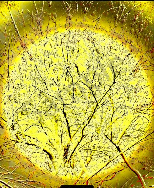 Angelic Vibrations Of Nature #12 Photography Art | Svetlana Margolina Photography