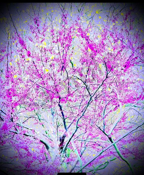 Angelic Vibrations Of Nature #6 Photography Art | Svetlana Margolina Photography
