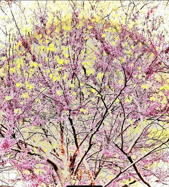 Angelic Vibrations Of Nature #8 Photography Art | Svetlana Margolina Photography