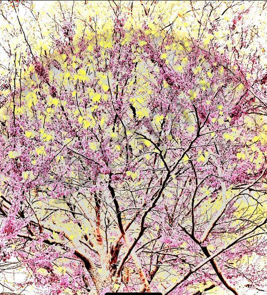 Angelic Vibrations Of Nature #8 Photography Art | Svetlana Margolina Photography