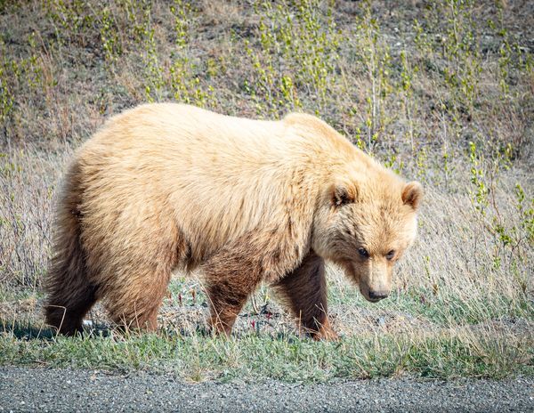 Bold Grizzly Bear on Alaska Highway - Nature Photography