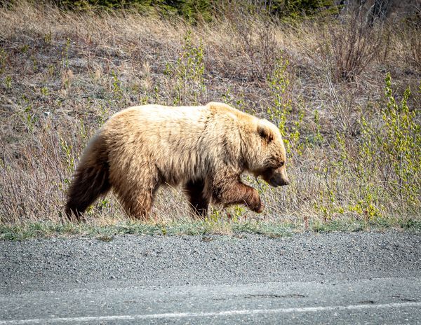 Grizzly Bear Spring March