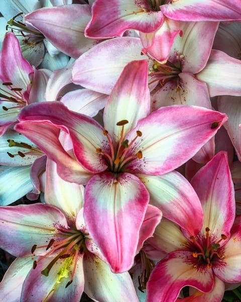 Field of Pink Lilies