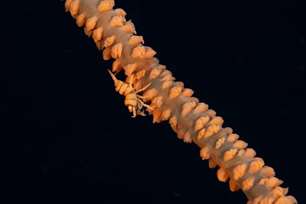 Underwater color