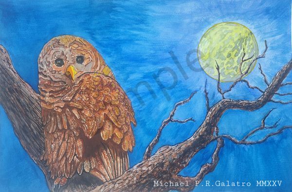 29 Barn owl