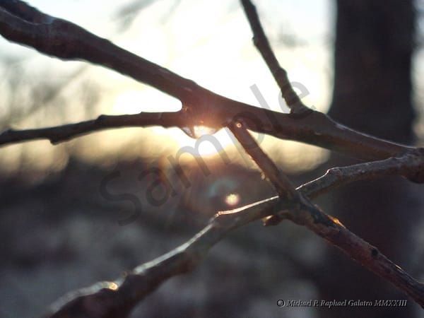 Morning Dew tif
