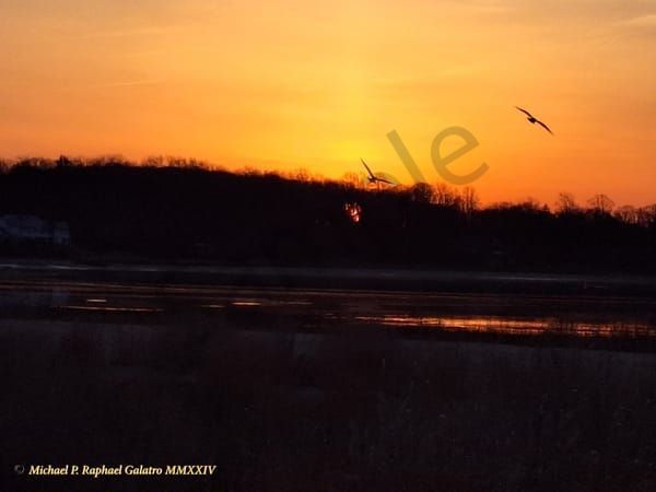 Seagull Sunrise tif