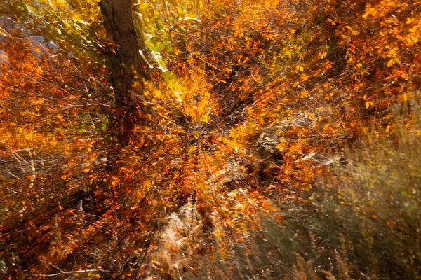 Leaves Changing CA 2025