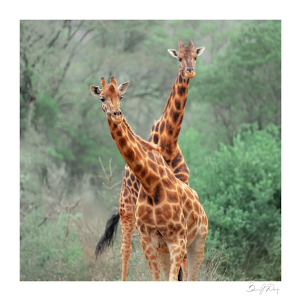  Limited Edition Prints