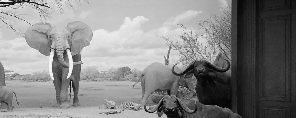 
        <div class='title'>
          AFRICAN ELEPHANT MUSEUM SM BW
        </div>
       
        <div class='description'>
          
        </div>
      