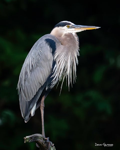 Wildlife