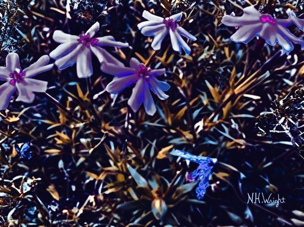 B22 S59 Large Abstarcted Tiny Flowers Art | NAS Ventures dba as Neal Wright Photography