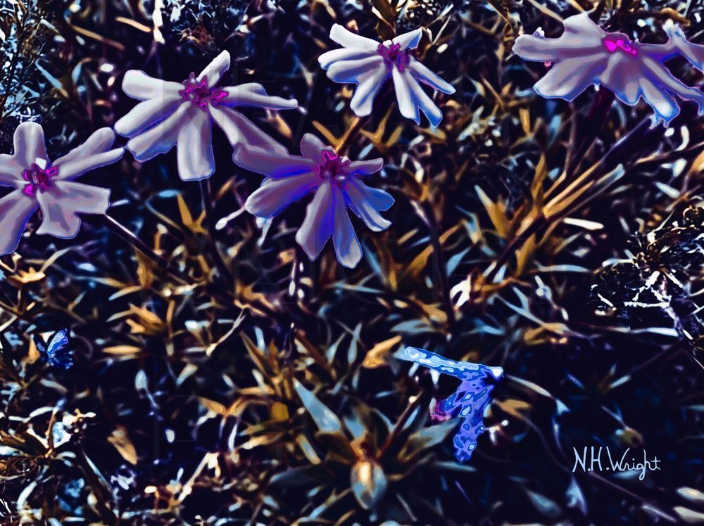 B22 S59 Large Abstarcted Tiny Flowers Art | NAS Ventures dba as Neal Wright Photography