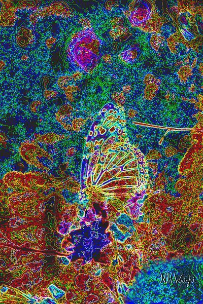 "Light Traced Monarch Butter Fly In Flowers"