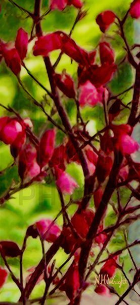 B22 S89 Large Red Leaf Bush1 Upscale Prime Art | NAS Ventures dba as Neal Wright Photography