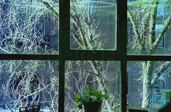 "Winter Window View Harvard Biolabs"