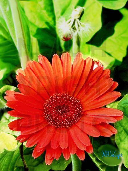 B22 S91 Large Chinese Red Flower Art | NAS Ventures dba as Neal Wright Photography
