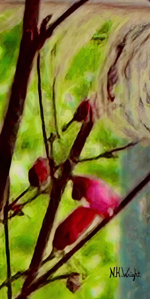 "Feather in Red Leaf Flower Bush"