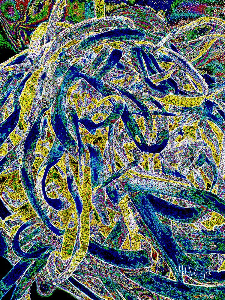 B23 S1 6200w Larg Ezucchini Linguineabstractpostur Glow Edge High Contrast Ince Saturation Art | NAS Ventures dba as Neal Wright Photography