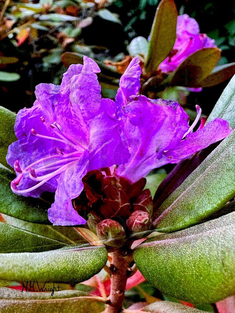 Large Pink Purple Dream Flower Fantasy Art | NAS Ventures dba as Neal Wright Photography