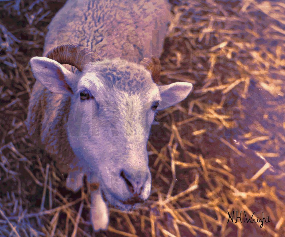 Emily-Is-Sheepish, Emily is Sheepish 