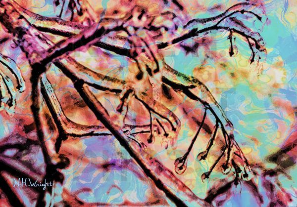 B20 S23 Large Icycle Branch Buds Art | NAS Ventures dba as Neal Wright Photography