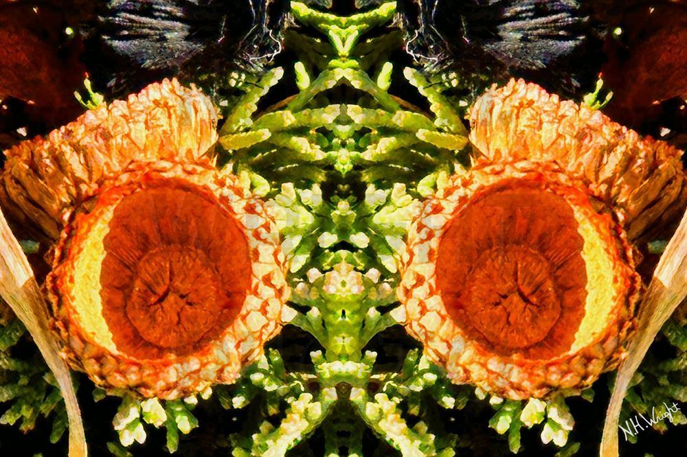 Acorn Shell Face Art | NAS Ventures dba as Neal Wright Photography