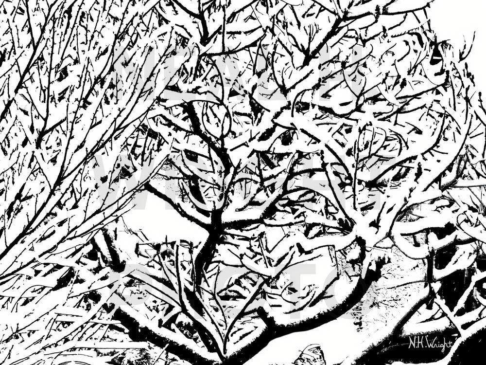 "January Snowy Tree Top Branches"