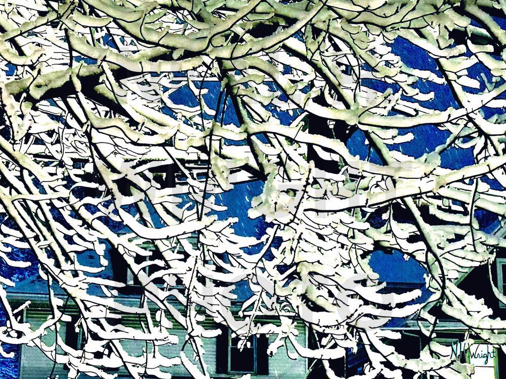Blue Sky Snow Branches