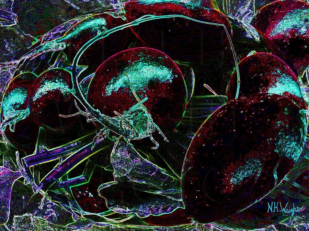 "Solarized Radishes" 