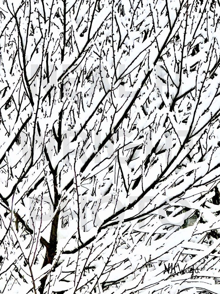 Snow Branches Dreaming