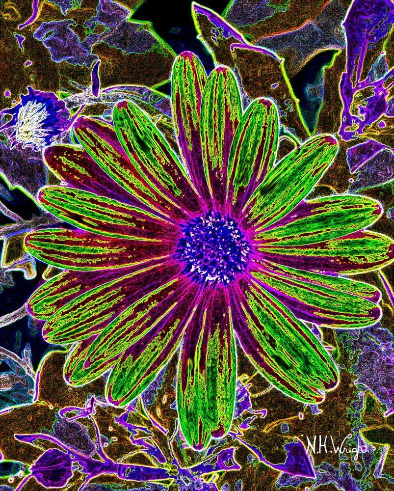 Pop Glow Edge Daisy