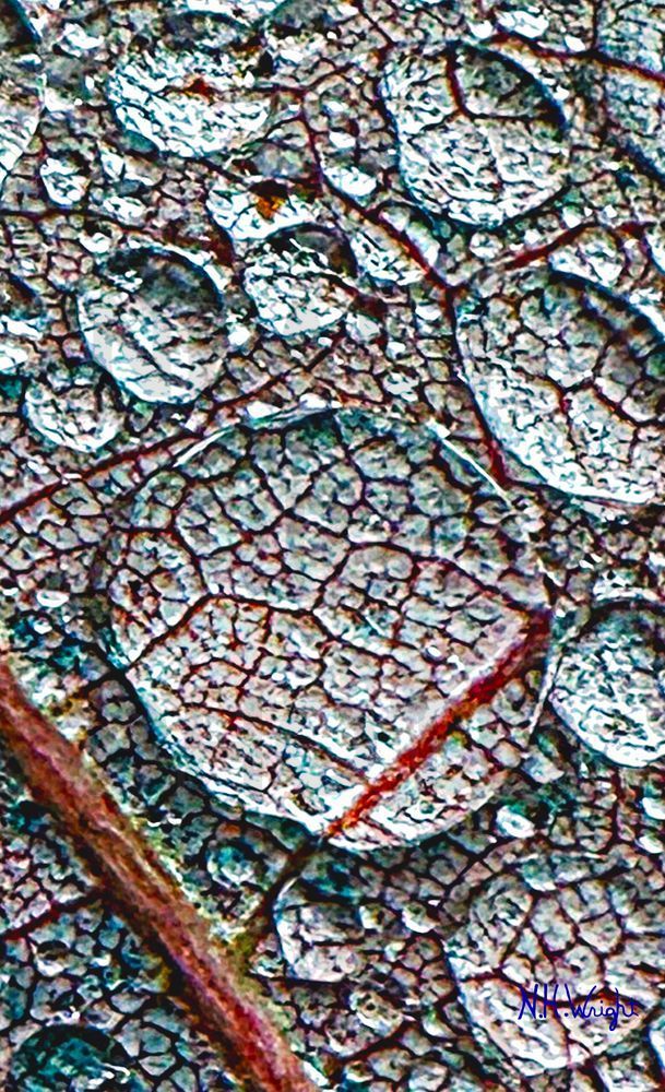 Rain Drop Leaf Magnifier Art | NAS Ventures dba as Neal Wright Photography