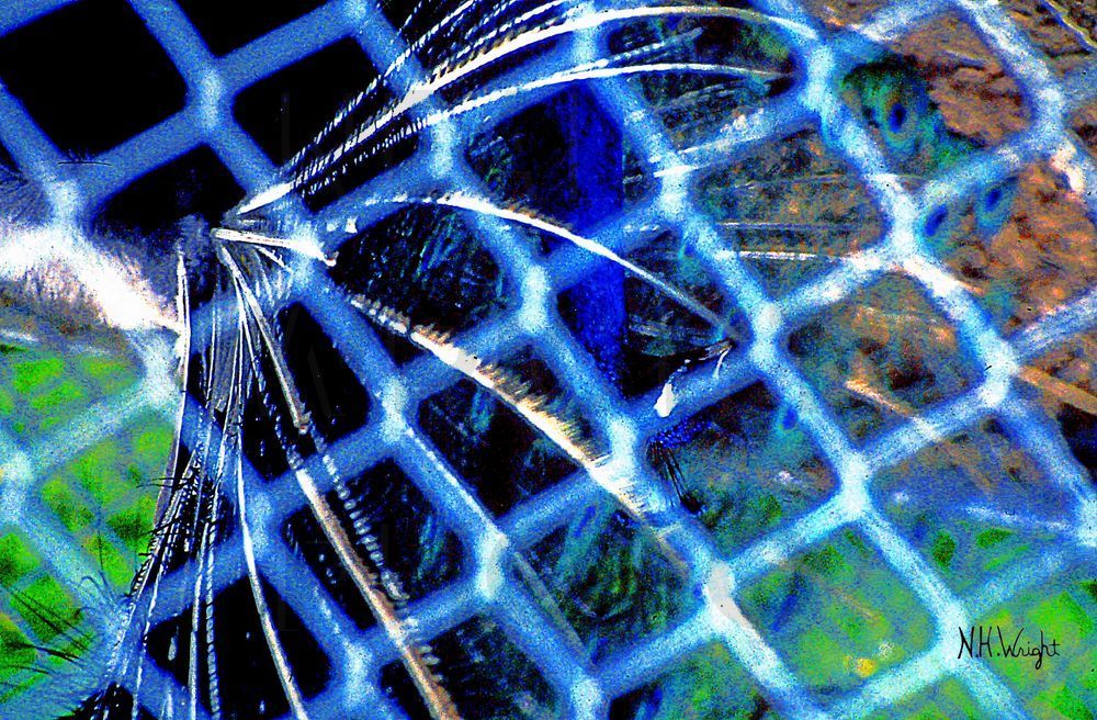 "Peacock Through The Fence"