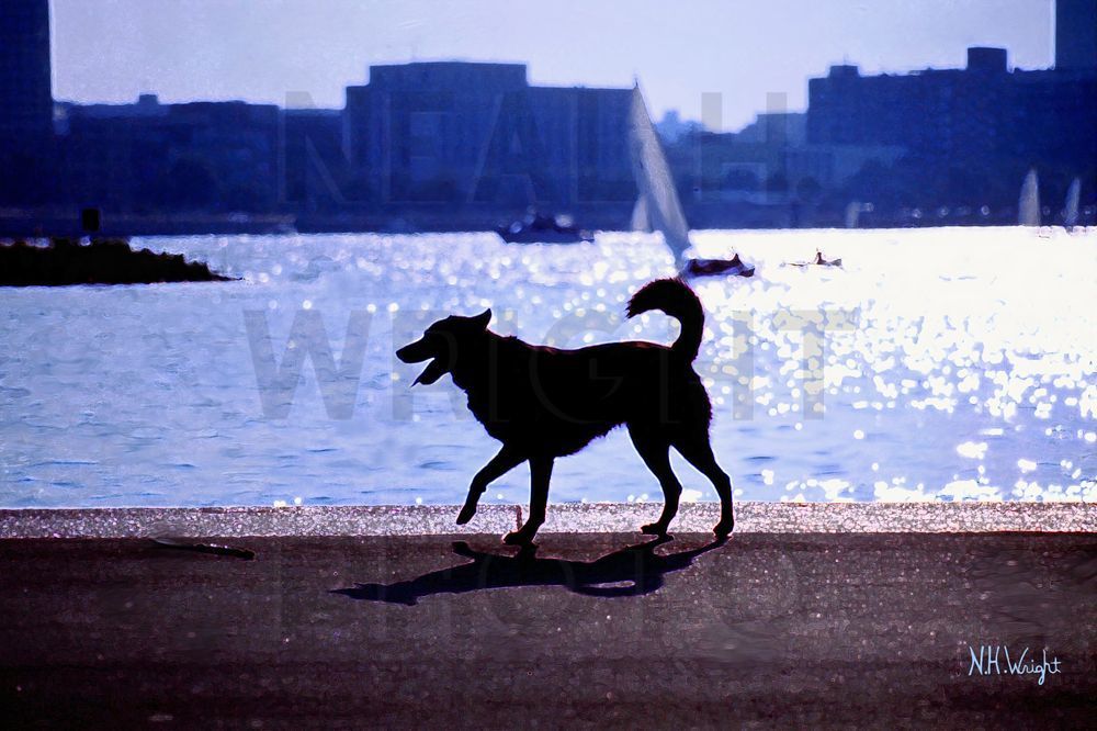 "Happy's Silhouette By The Charles River Art | NAS Ventures dba as Neal Wright Photography