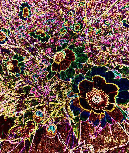 "Alice's Garden of Solarized Flowers"