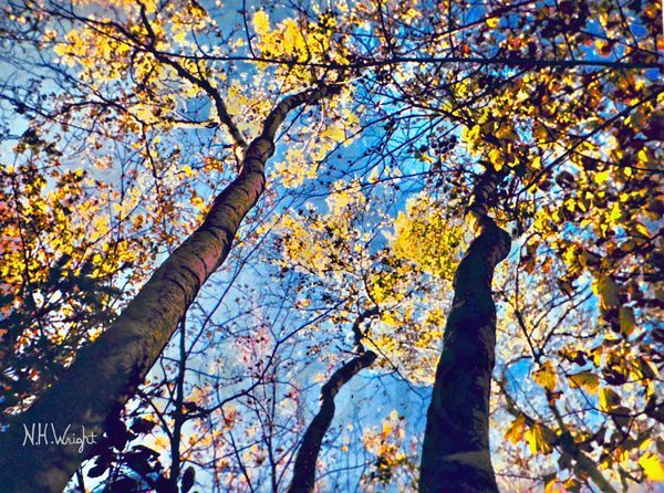 Autumn Birch Trees Find Blue Sky