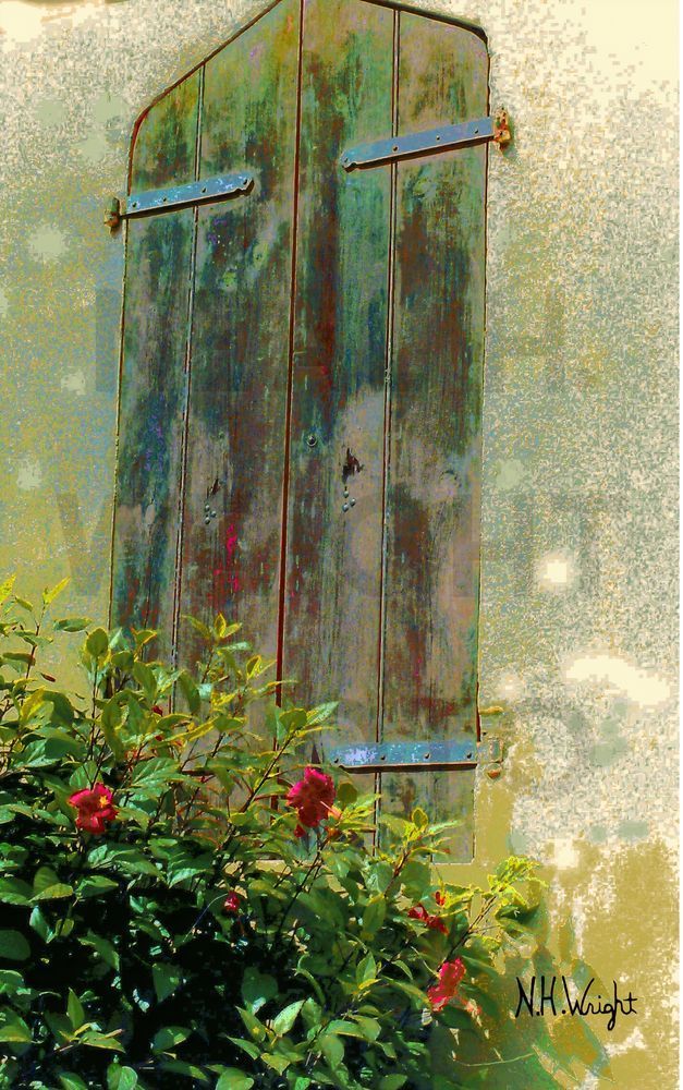  "Roses find a Caribbean Storm Shutter"