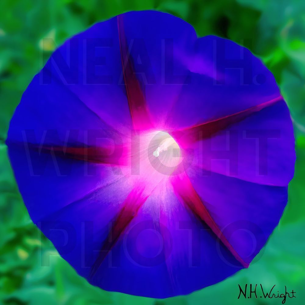 BLUEd-Red Star Morning Glory