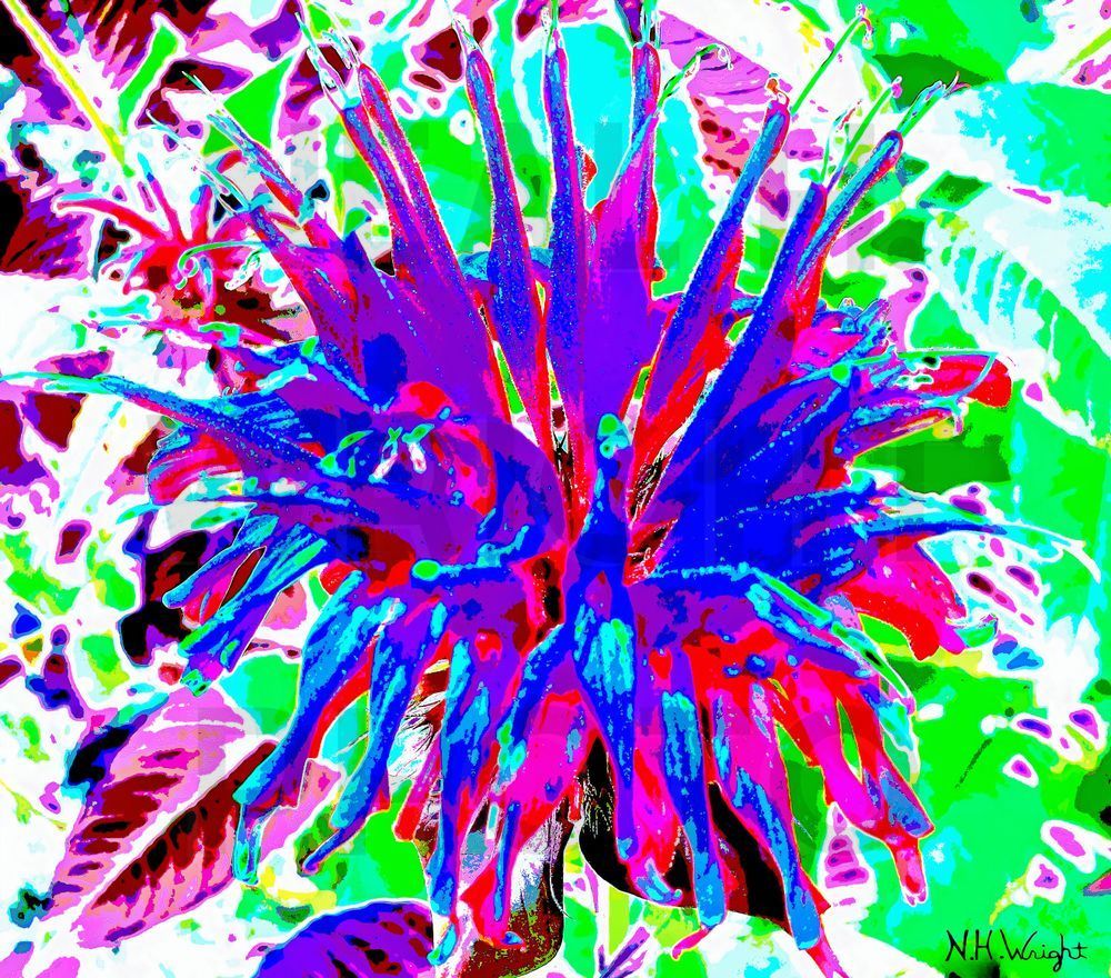 Bee Baum FlowerTransform, #BeeBaumFlowerTransform, 