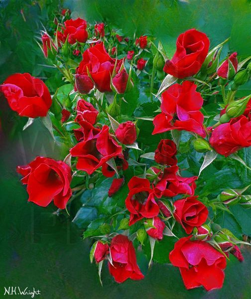 Clustered Deep Red Mini Roses, #ClusteredDeepRedMiniRosesPhoto