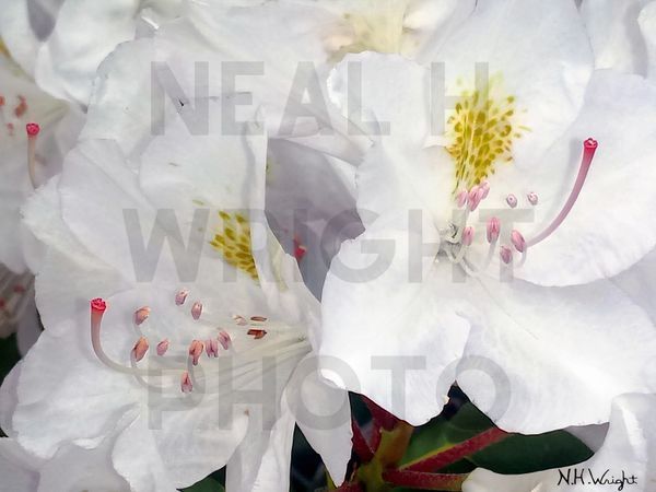 Close Up Blanca Blooms