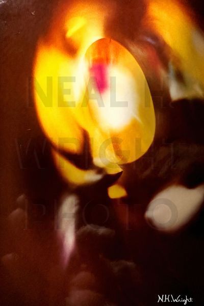 Abstract Owl, #AbstractOwlPhotograph, #radicallyMarvelousPhotography,radically marvelous photography, 
#revolutionaryPhotography, revolutionaryPhotography, 
#ImaginitivePhotography,ImaginitivePhotography, #DifinitivePhotography,
#radicallyMarvelo