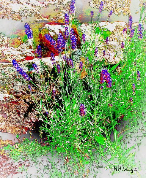 Bright Purple Lavender 