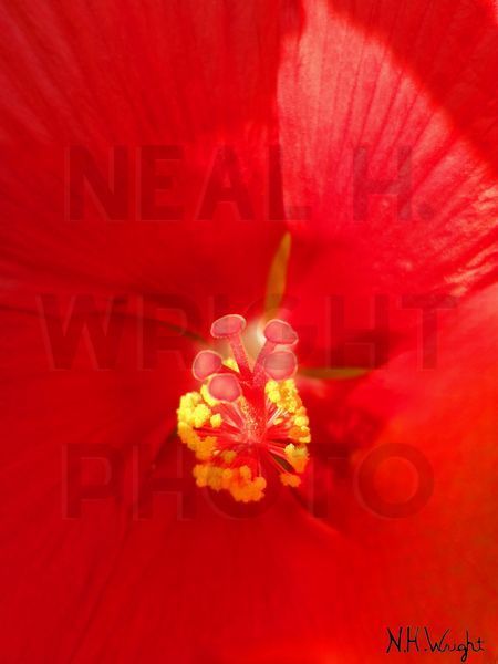 Red Hibiscus Heart Plays, #RedHibiscusHeartPlaysPhotograph